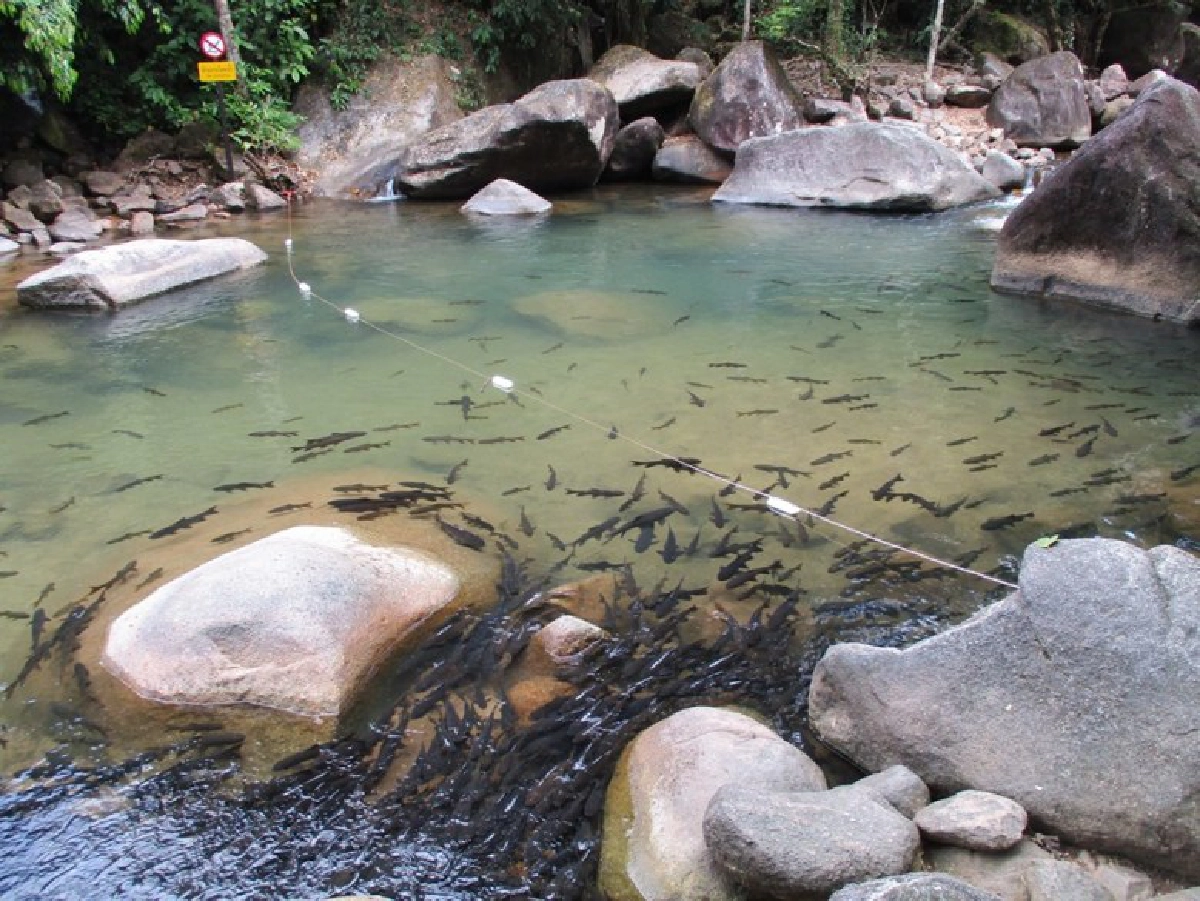 ดราม่าสนั่น  นักท่องเที่ยวจับปลาใน น้ำตกพริ้ว ขึ้นมาถ่ายรูป