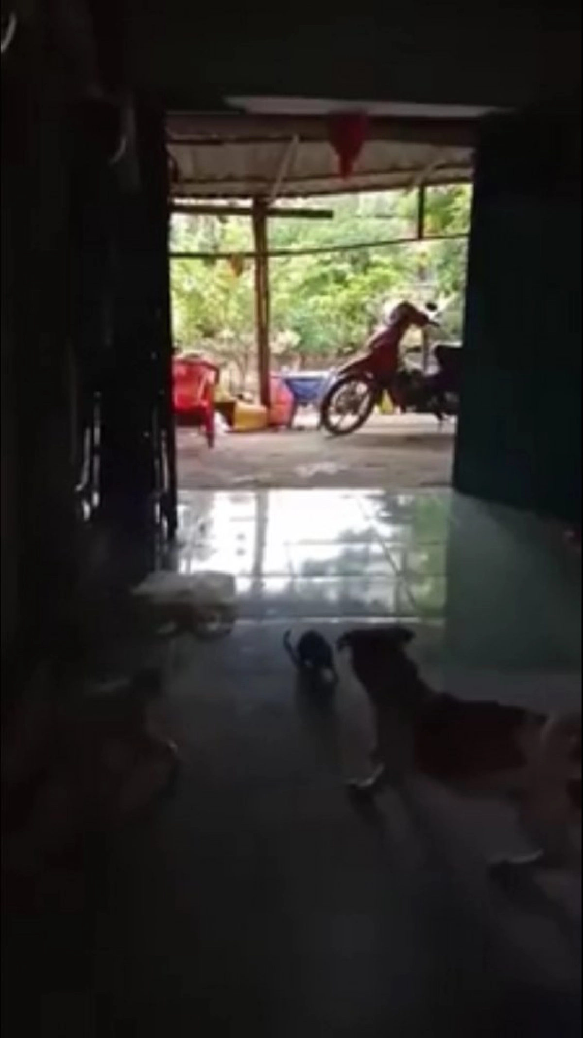 สุนัขเห่าหนูตัวใหญ่ ก่อนมันพุ่งเข้าหา เหมือนพร้อมจะสู้
