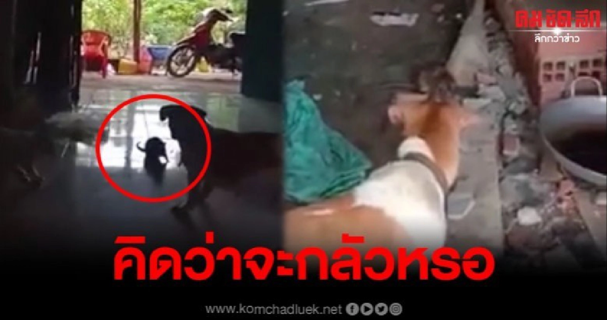 สุนัขเห่าหนูตัวใหญ่ ก่อนมันพุ่งเข้าหา เหมือนพร้อมจะสู้ สุนัขเห่าหนูตัวใหญ่ ก่อนมันพุ่งเข้าหา เหมือนพร้อมจะสู้