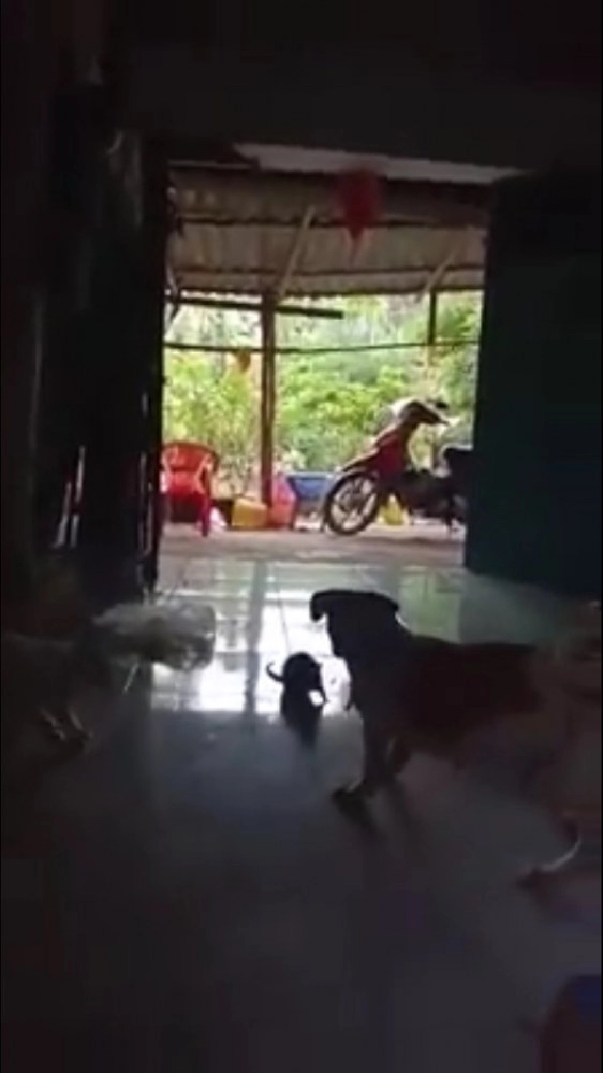สุนัขเห่าหนูตัวใหญ่ ก่อนมันพุ่งเข้าหา เหมือนพร้อมจะสู้