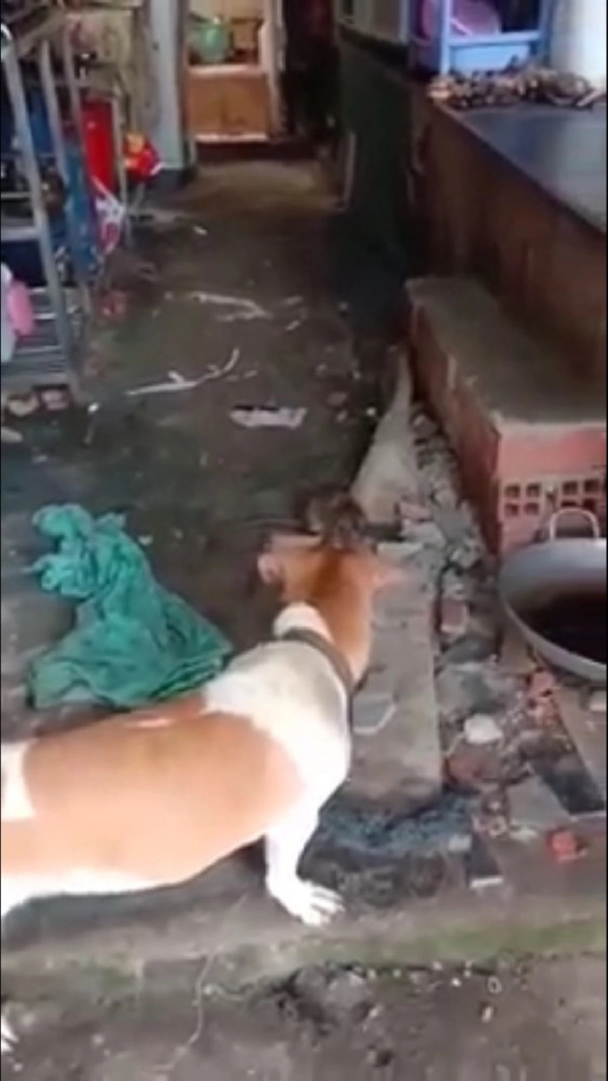 สุนัขเห่าหนูตัวใหญ่ ก่อนมันพุ่งเข้าหา เหมือนพร้อมจะสู้