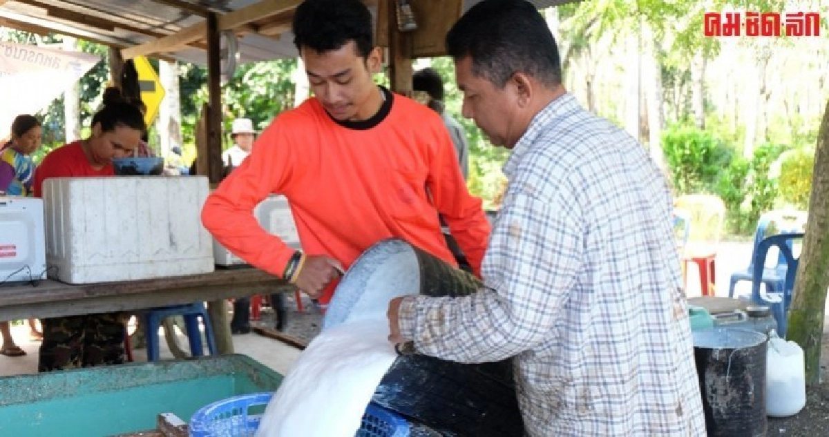 กยท.อัดแคมเปญแก้ปัญหาราคายางผันผวน