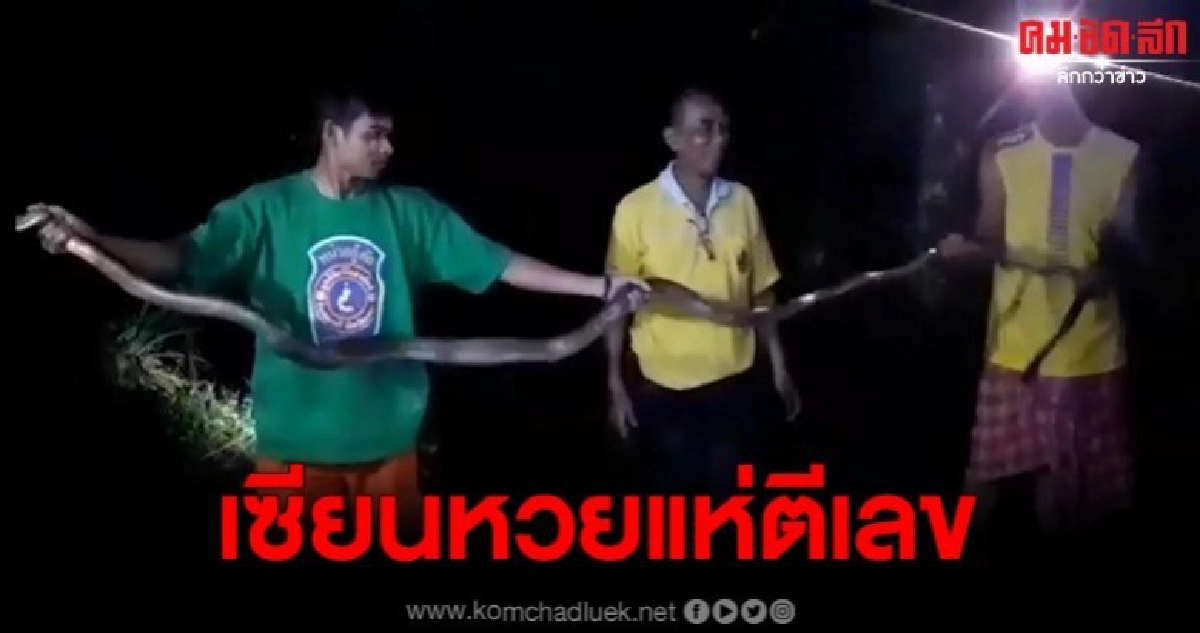 พบจงอางยักษ์นอนในห้องน้ำ บ้านคุณยายวัย 82