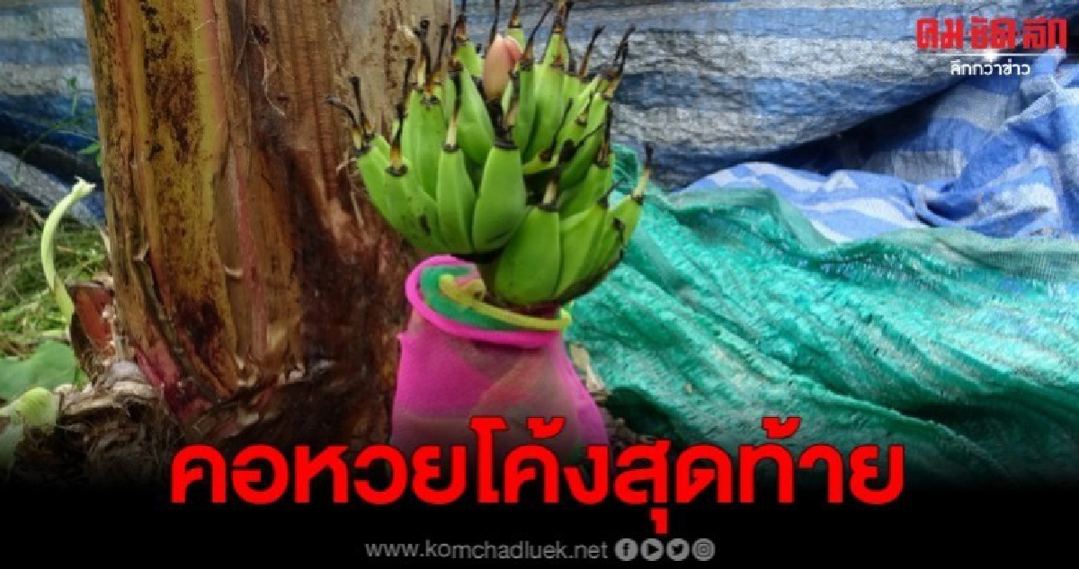 กล้วยประหลาดปลีดอกบัวเครือโผล่จากดิน กล้วยประหลาดปลีดอกบัวเครือโผล่จากดิน