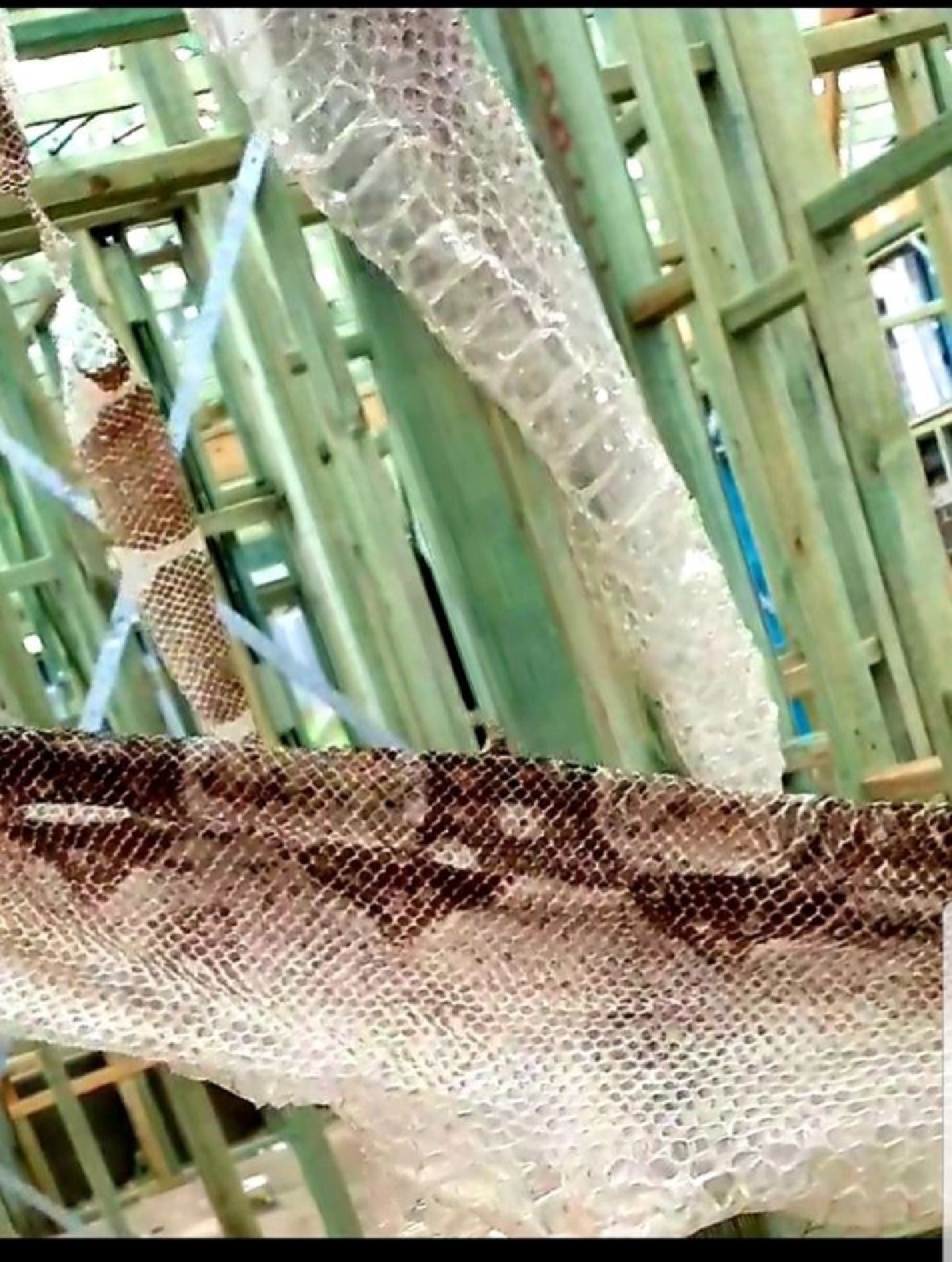 ซิดนีย์เตือนระวังงูเหลือมหลังพบคราบสดใหม่และใหญ่มาก 