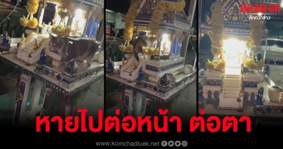 เจ้าของอึ้ง แมวเดินเข้าไปในศาลพระภูมิก่อนหายไปต่อหน้าต่อตา เจ้าของอึ้ง แมวเดินเข้าไปในศาลพระภูมิก่อนหายไปต่อหน้าต่อตา