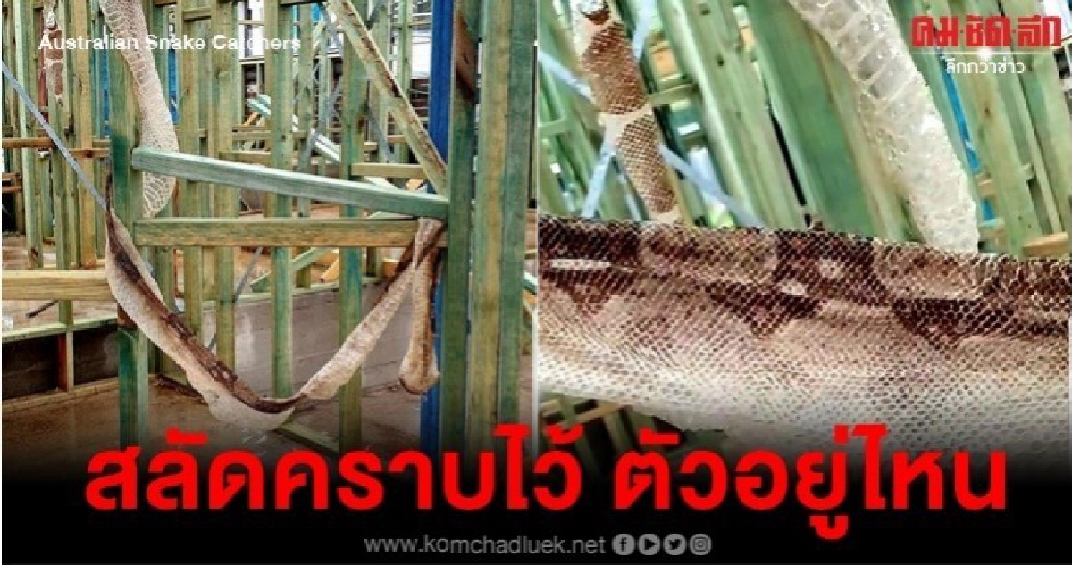 ซิดนีย์เตือนระวังงูเหลือมหลังพบคราบสดใหม่และใหญ่มาก 