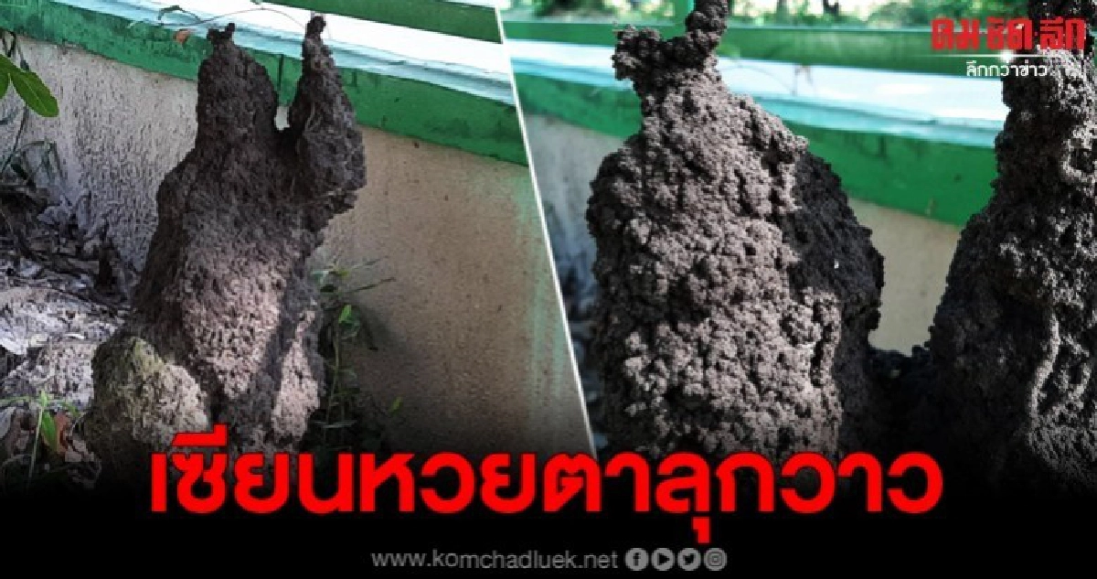พบจอมปลวกรูปร่างสุดแปลกตา คล้ายคนนั่งกวักมือ พบจอมปลวกรูปร่างสุดแปลกตา คล้ายคนนั่งกวักมือ