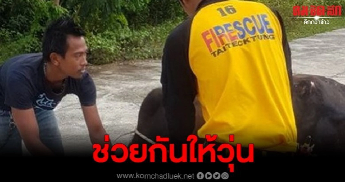 ลูกวัวเดินเล็มหญ้าพลาดพลัดตกท่อระบานน้ำเปิดฝา ลูกวัวเดินเล็มหญ้าพลาดพลัดตกท่อระบานน้ำเปิดฝา