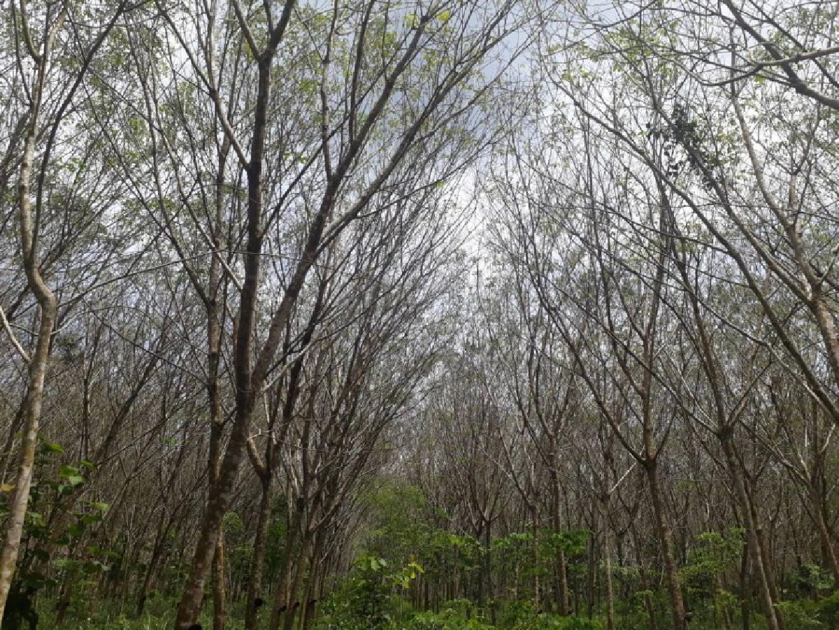 สถาบันวิจัยยางพบการระบาดโรคใบร่วงชนิดใหม่ 