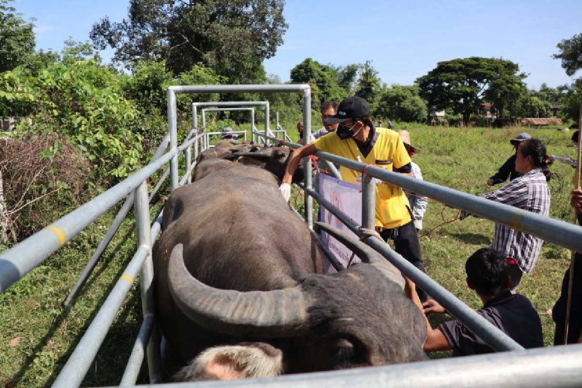 ปศุสัตว์ ออกปฏิบัติงานช่วยเหลือสัตว์ประสบอุทกภัยในจ.อุบลฯ