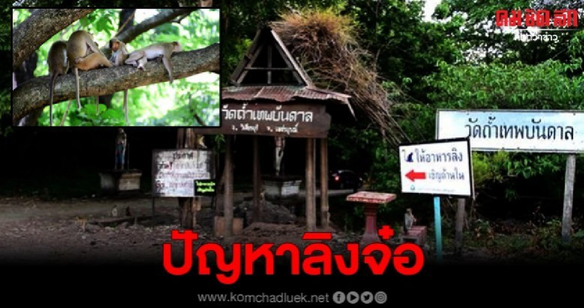 อบต.-วัด จัดระเบียบ จุดให้อาหารลิง แก้ปัญหาอุบัติเหตุลิงถูกรถทับ อบต.-วัด จัดระเบียบ จุดให้อาหารลิง แก้ปัญหาอุบัติเหตุลิงถูกรถทับ