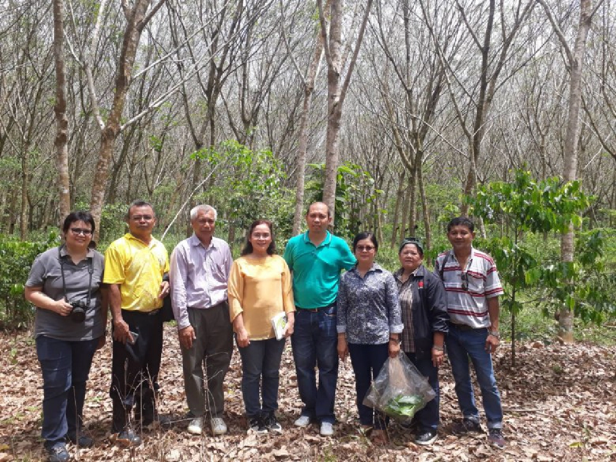 สถาบันวิจัยยางพบการระบาดโรคใบร่วงชนิดใหม่ 