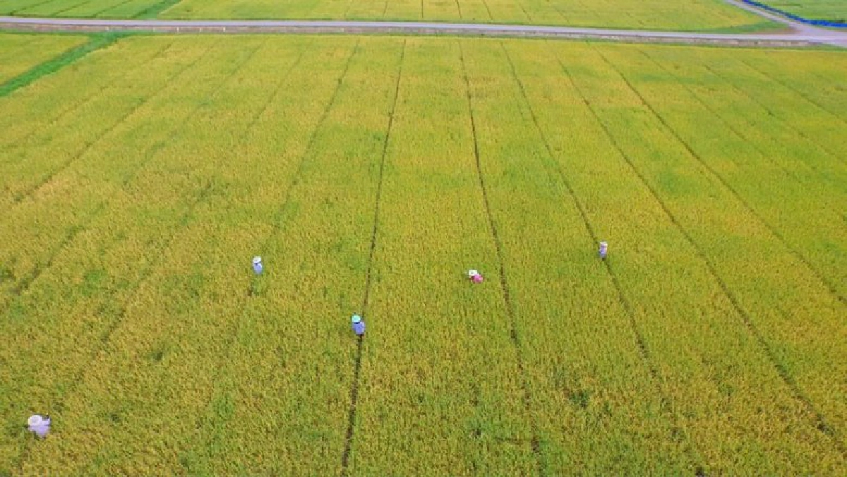 ดันศูนย์ข้าวชุมชนผลิตเมล็ดพันธ์ุดี แก้วิกฤติข้าวขาดแคลน
