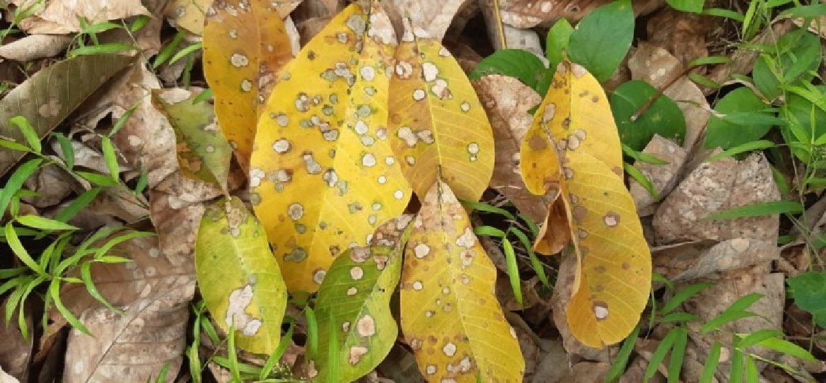 สถาบันวิจัยยางพบการระบาดโรคใบร่วงชนิดใหม่ 