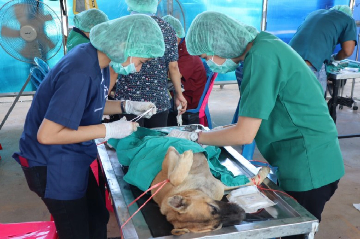 ปศุสัตว์ ออกปฏิบัติงานช่วยเหลือสัตว์ประสบอุทกภัยในจ.อุบลฯ