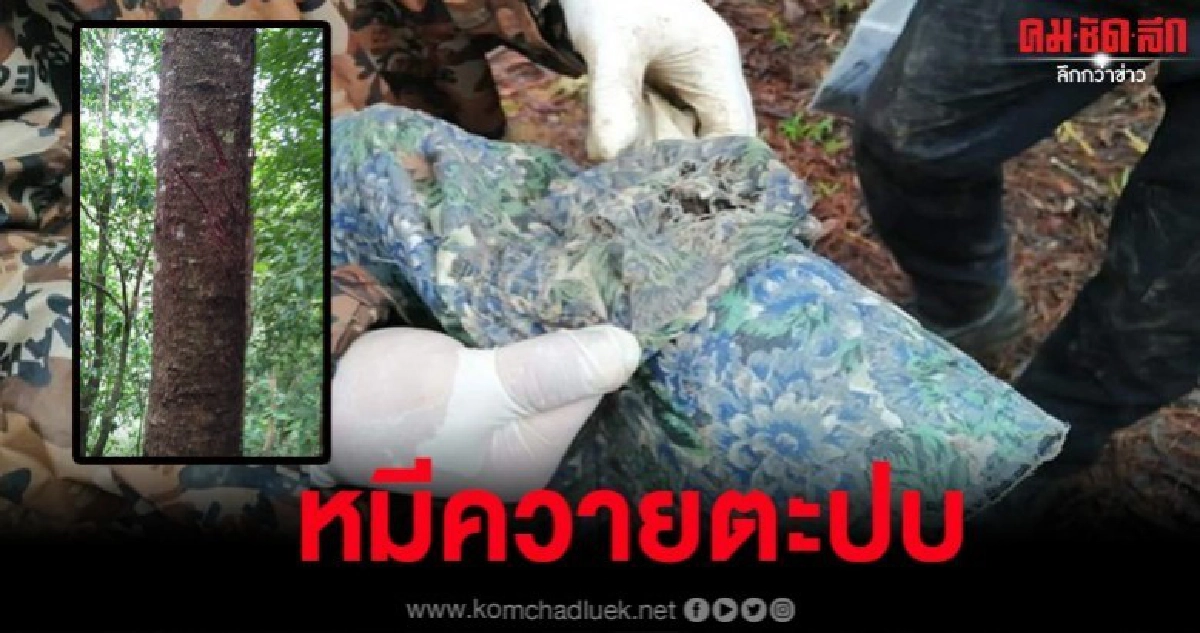 สลด ชาวบ้านถูกหมีควายตัวใหญ่ตะปบกลางป่าดับ สลด ชาวบ้านถูกหมีควายตัวใหญ่ตะปบกลางป่าดับ