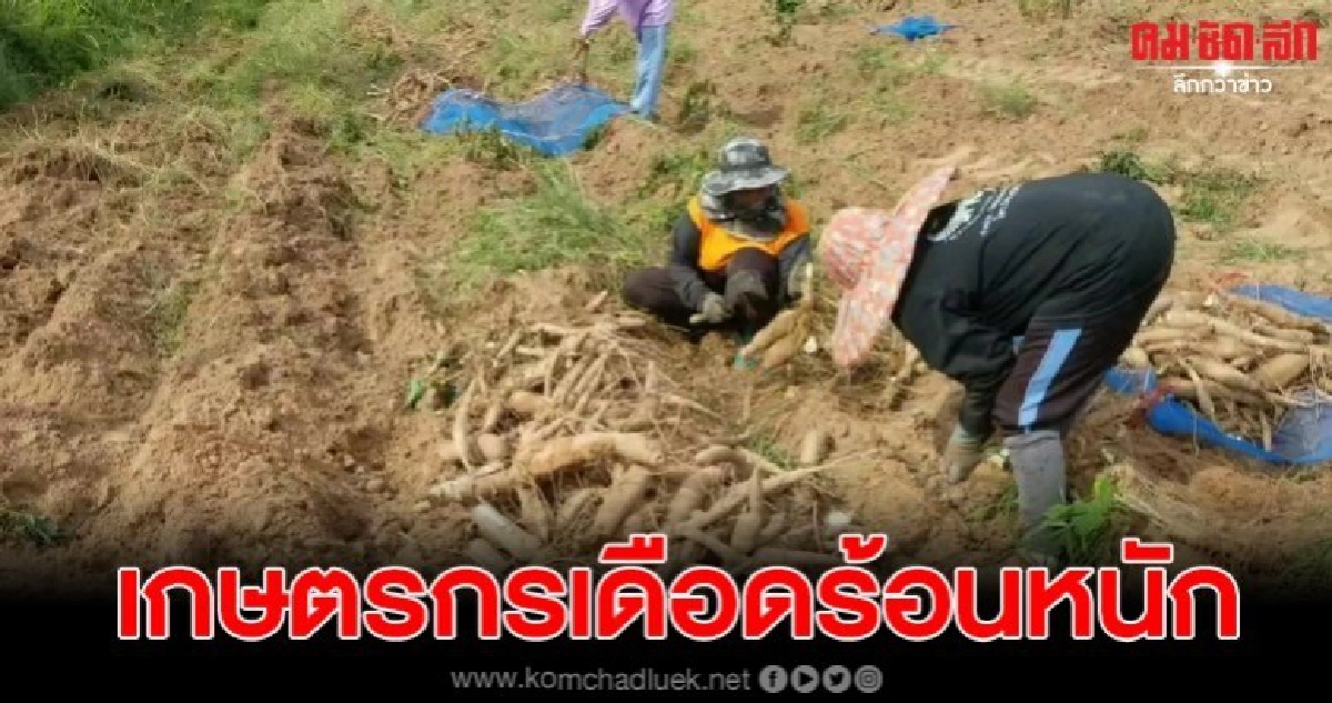 ฝนตกส่งท้ายฤดูทำเกษตรกรไร่มันสำปะหลังเดือดร้อนหนัก