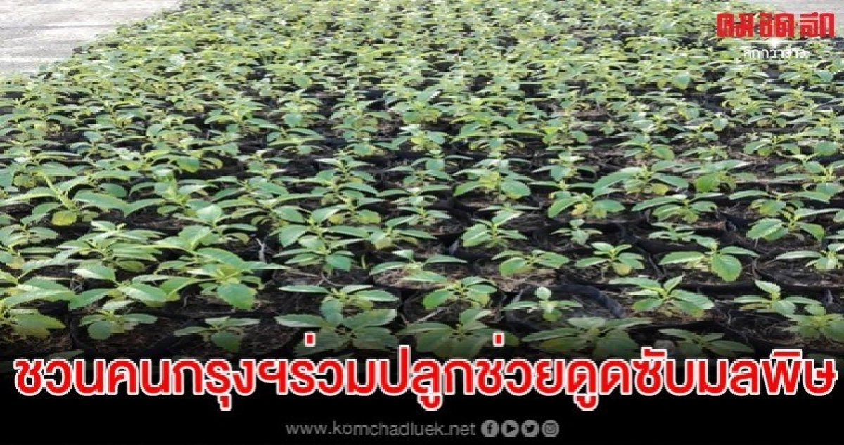 กทม.เพาะกล้าไม้ 1 ล้านต้น ชวนคนกรุงฯ ร่วมปลูกช่วยดูดซับมลพิษ กทม.เพาะกล้าไม้ 1 ล้านต้น ชวนคนกรุงฯ ร่วมปลูกช่วยดูดซับมลพิษ