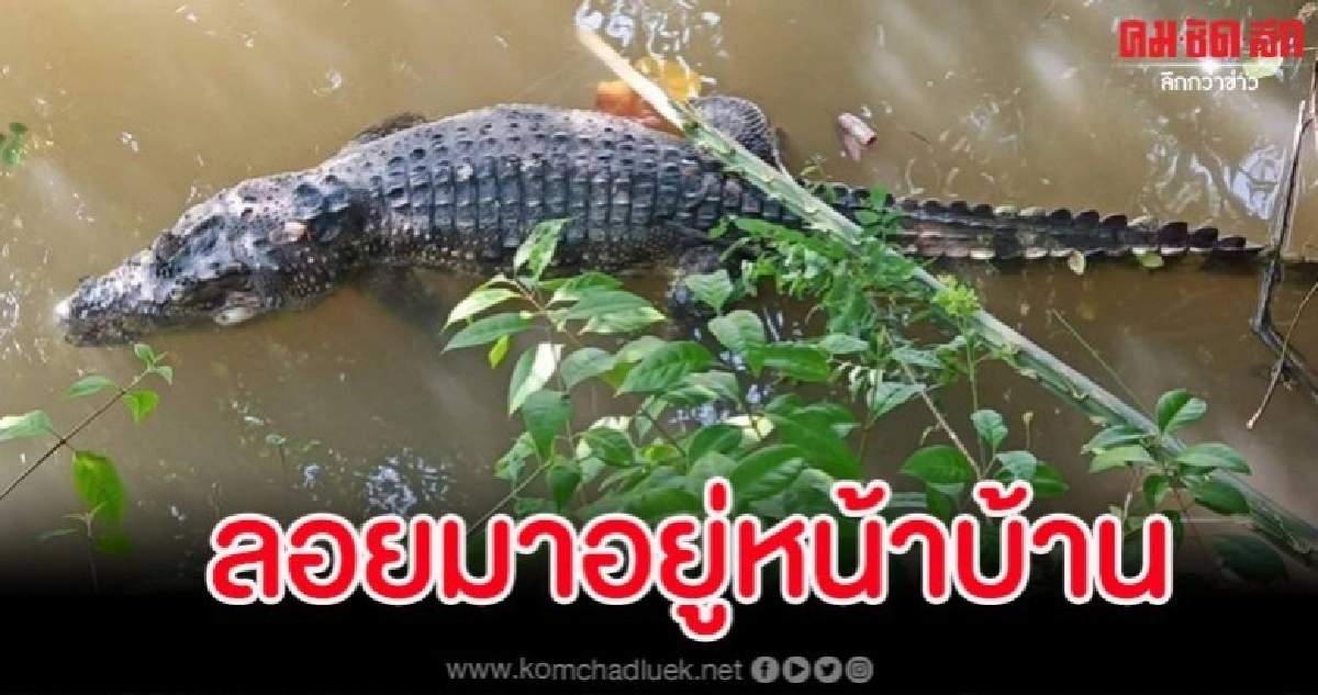 เจ้าของบ้านได้กลิ่นเหม็นตุๆ พอลงมาเจอถึงกับผงะ เจ้าของบ้านได้กลิ่นเหม็นตุๆ พอลงมาเจอถึงกับผงะ