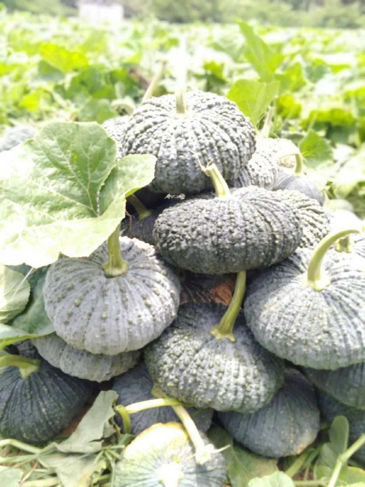 ฟักทองอินทรีย์ ไร่ทองก้อน อร่อยได้หมดทั้งสดและสุก