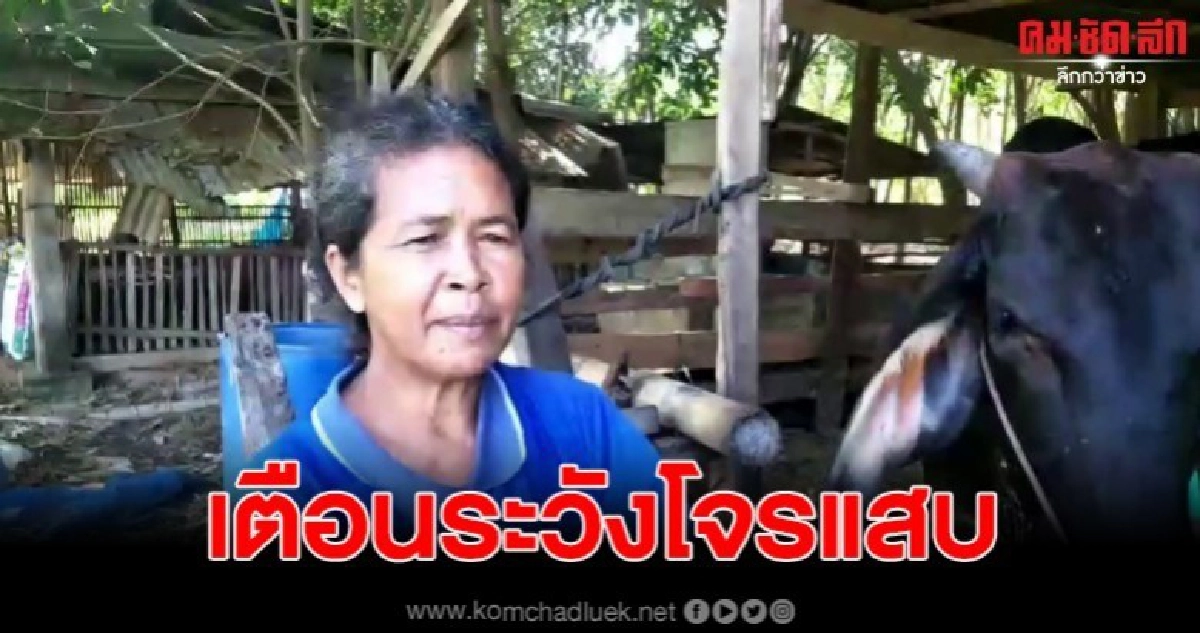 โดนกลางวันแสกๆ โจรบุกเงียบลักวัวโครงการหลวง โดนกลางวันแสกๆ โจรบุกเงียบลักวัวโครงการหลวง