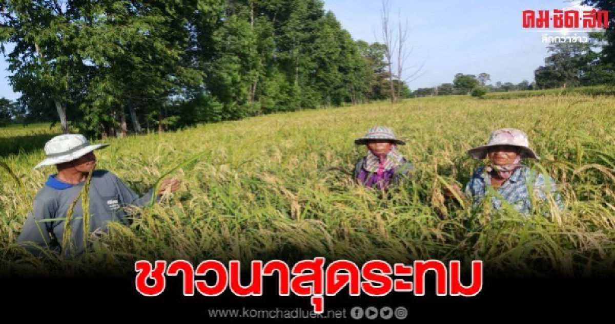 ชาวนาเศร้า ฝนทิ้งช่วง ข้าวออกรวงได้รับผลกระทบจากภัยแล้ง ชาวนาเศร้า ฝนทิ้งช่วง ข้าวออกรวงได้รับผลกระทบจากภัยแล้ง