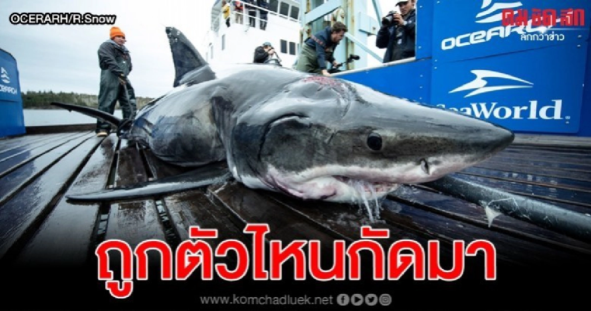 ตะลึงเจอฉลามขาว 4 เมตรแต่บาดแผลบ่งมีผู้ล่าตัวใหญ่กว่า 