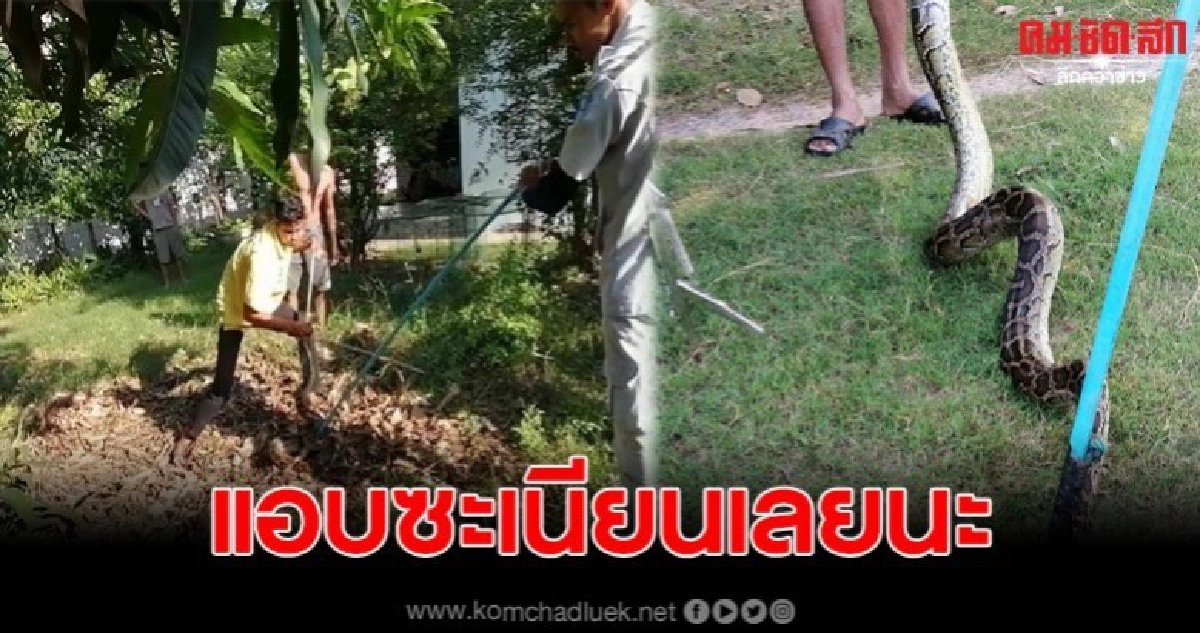 หญิงวัย 63 กวาดใบไม้แห้งมากองรวมกัน ก่อนเห็นงูเหลือม 3 เมตร