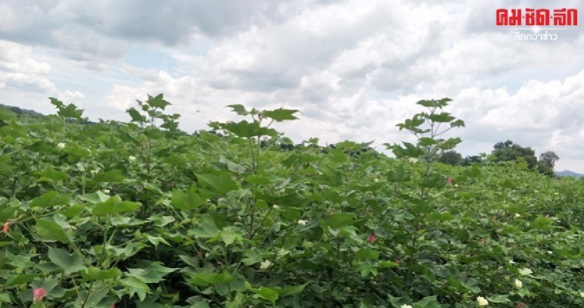 ตากฟ้า 7 ฝ้ายพันธุ์ใหม่ต้านโรค เป็นมิตรต่อสิ่งแวดล้อม