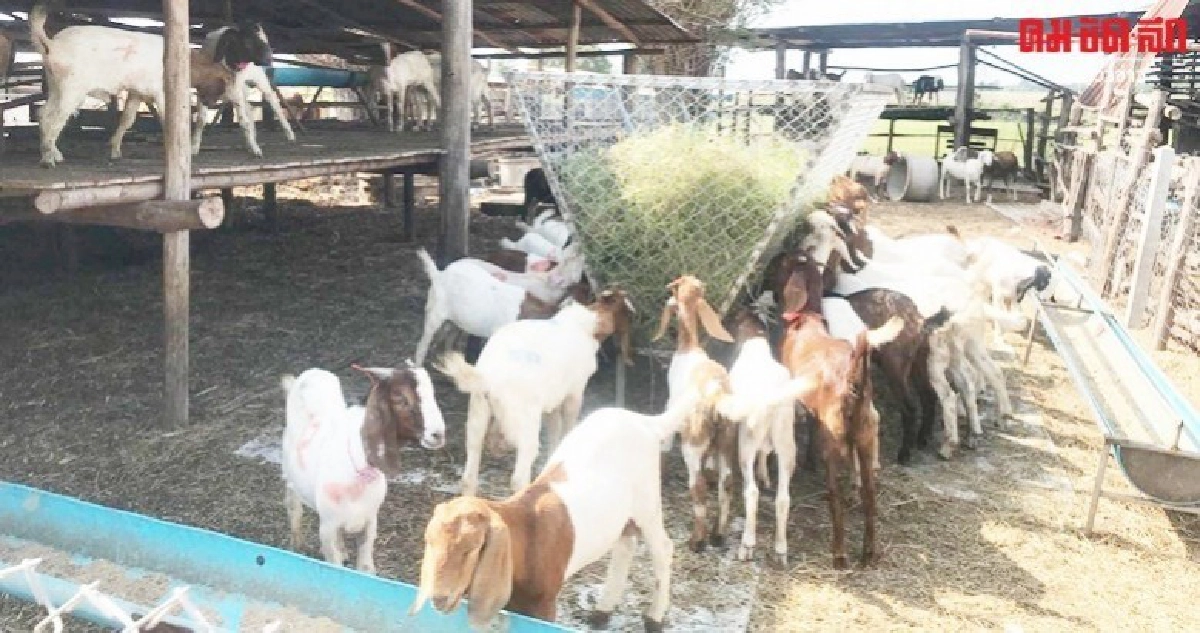 จากชาวนาผันมาเลีี้ยงแพะรายได้งดงาม