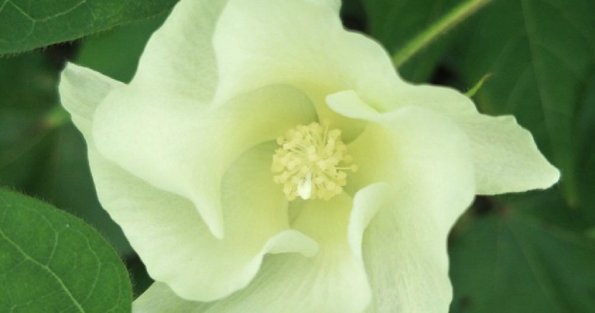 ตากฟ้า 7 ฝ้ายพันธุ์ใหม่ต้านโรค เป็นมิตรต่อสิ่งแวดล้อม