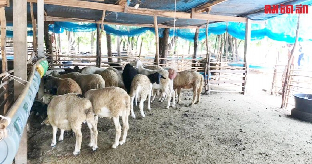จากชาวนาผันมาเลีี้ยงแพะรายได้งดงาม