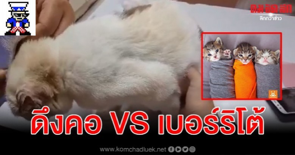 สพ. แย้งประเด็น ดึงคอแมว - ห่อแบบเบอร์ริโต้