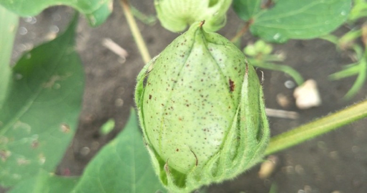 ตากฟ้า 7 ฝ้ายพันธุ์ใหม่ต้านโรค เป็นมิตรต่อสิ่งแวดล้อม