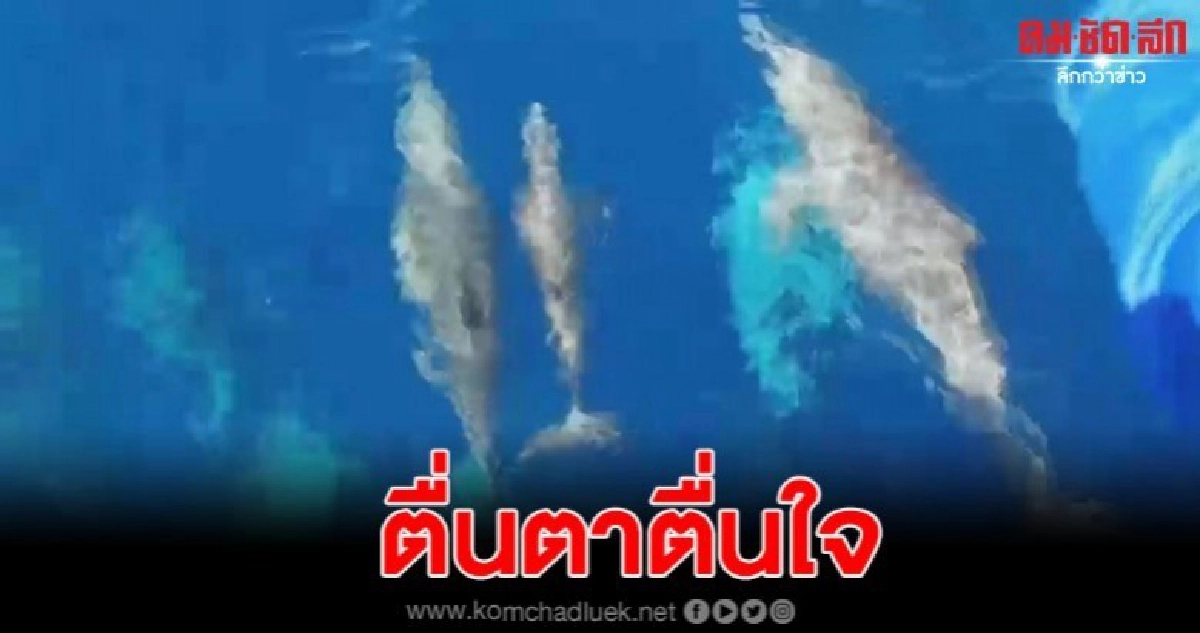 พบฝูงโลมา กว่า 30 ตัว โผล่อวดโฉมเล่นที่เกาะสิมิลัน พบฝูงโลมา กว่า 30 ตัว โผล่อวดโฉมเล่นที่เกาะสิมิลัน