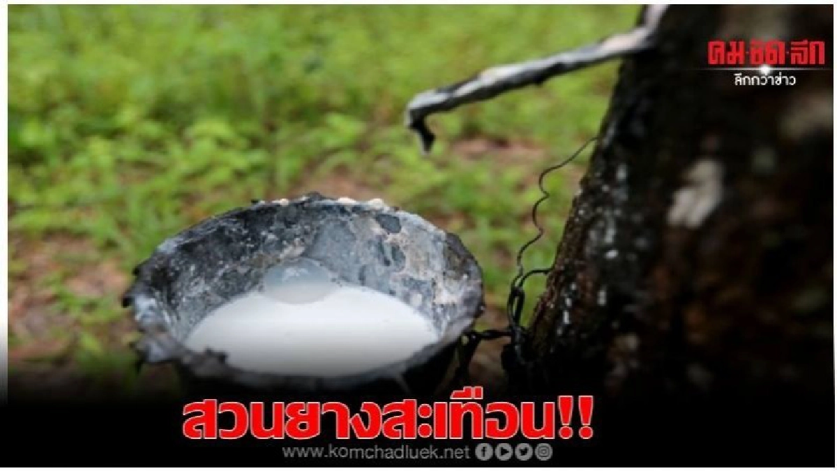 สวนยางสะเทือน หลังยักษ์รับซื้อจีนปิดกิจการ สวนยางสะเทือน หลังยักษ์รับซื้อจีนปิดกิจการ
