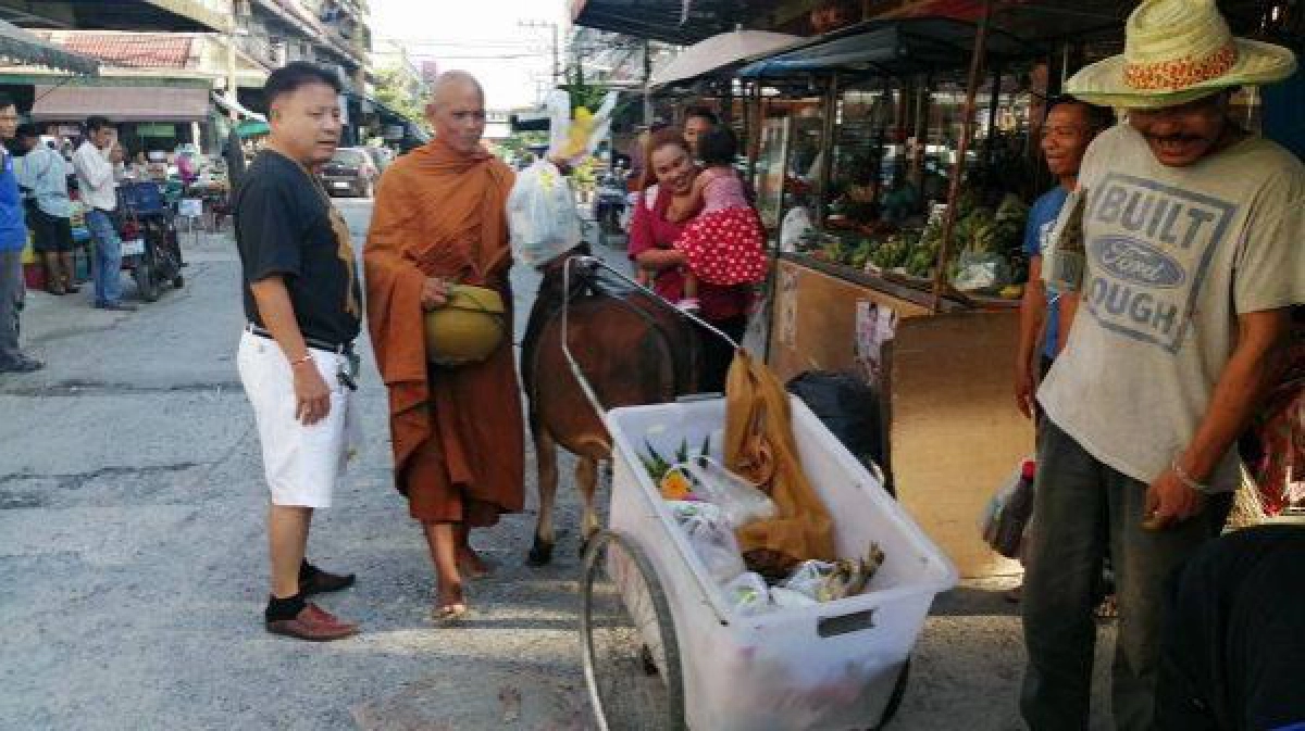 วัวน้อยกตัญญู ช่วยหลวงพ่อเดินบิณฑบาตร