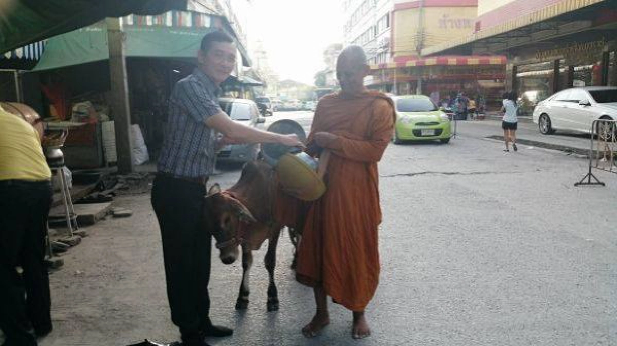 วัวน้อยกตัญญู ช่วยหลวงพ่อเดินบิณฑบาตร