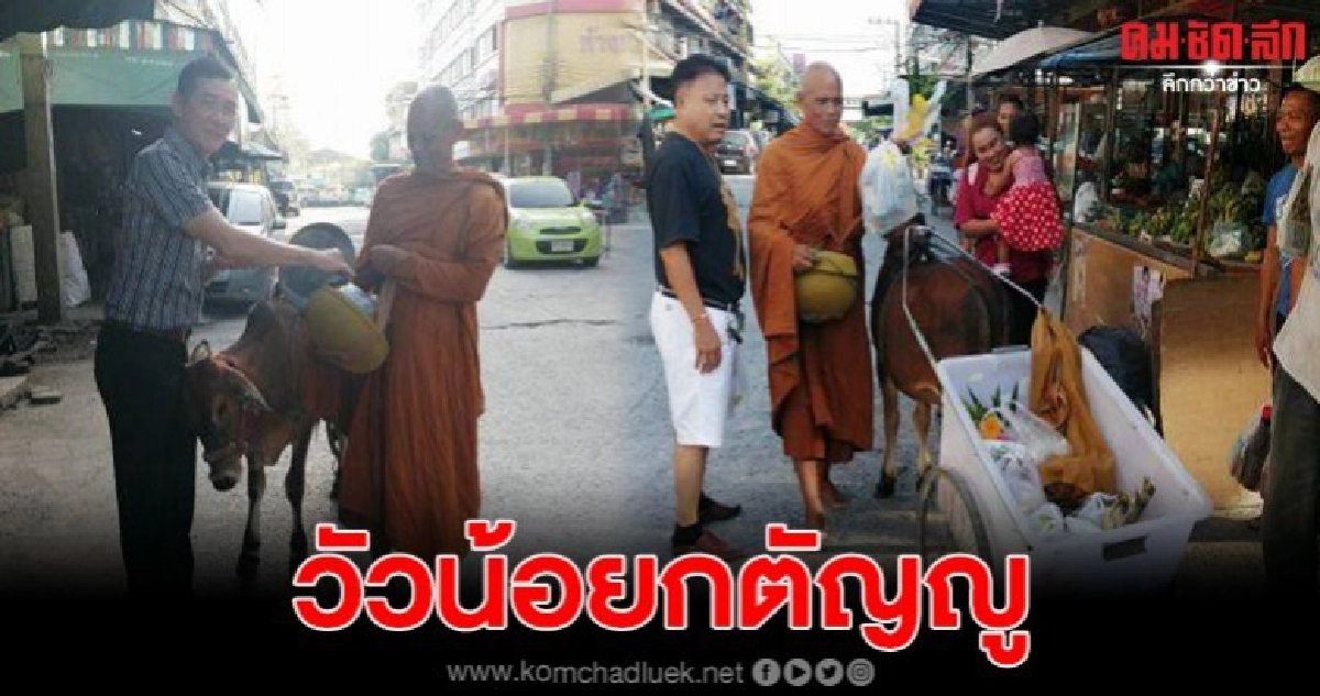 วัวน้อยกตัญญู ช่วยหลวงพ่อเดินบิณฑบาตร