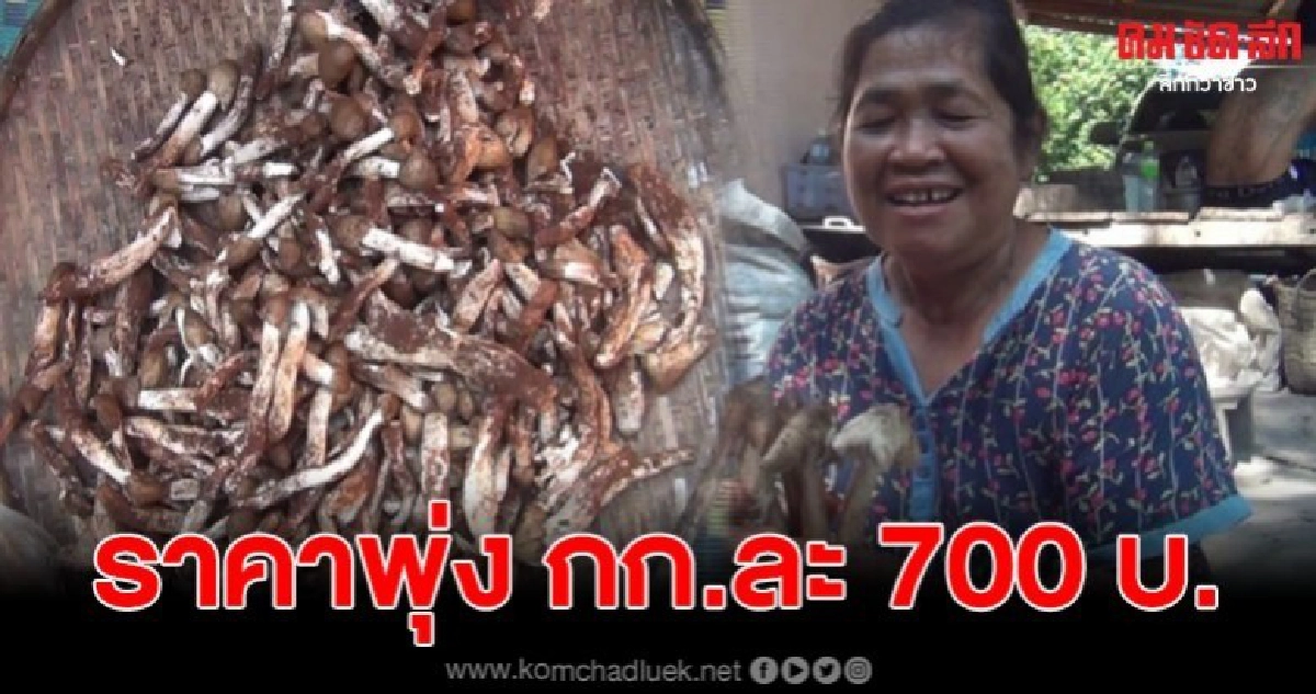 ชาวบ้านยิ้มออก เห็ดโคนโผล่กลางเขาปลาร้า ราคาพุ่ง กก.ละ 700 