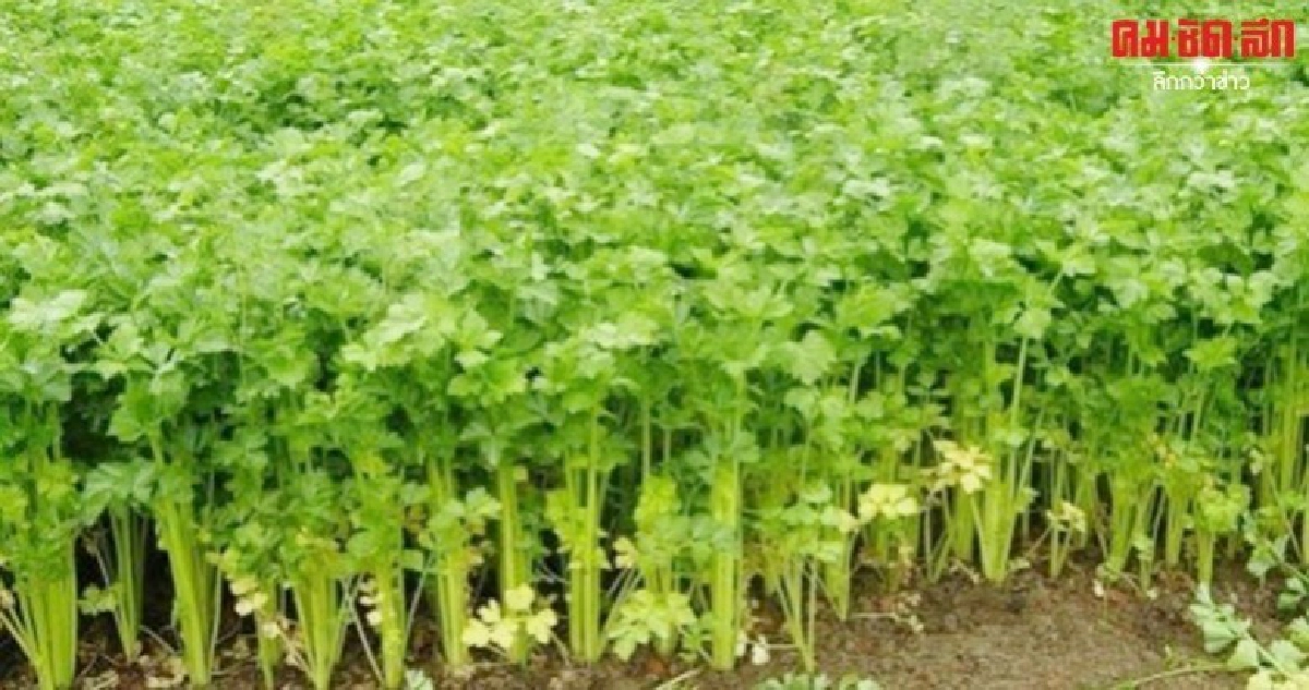 โพดุลเล่นงานภาคเกษตรเสียหายยับกว่าสองพันล้าน