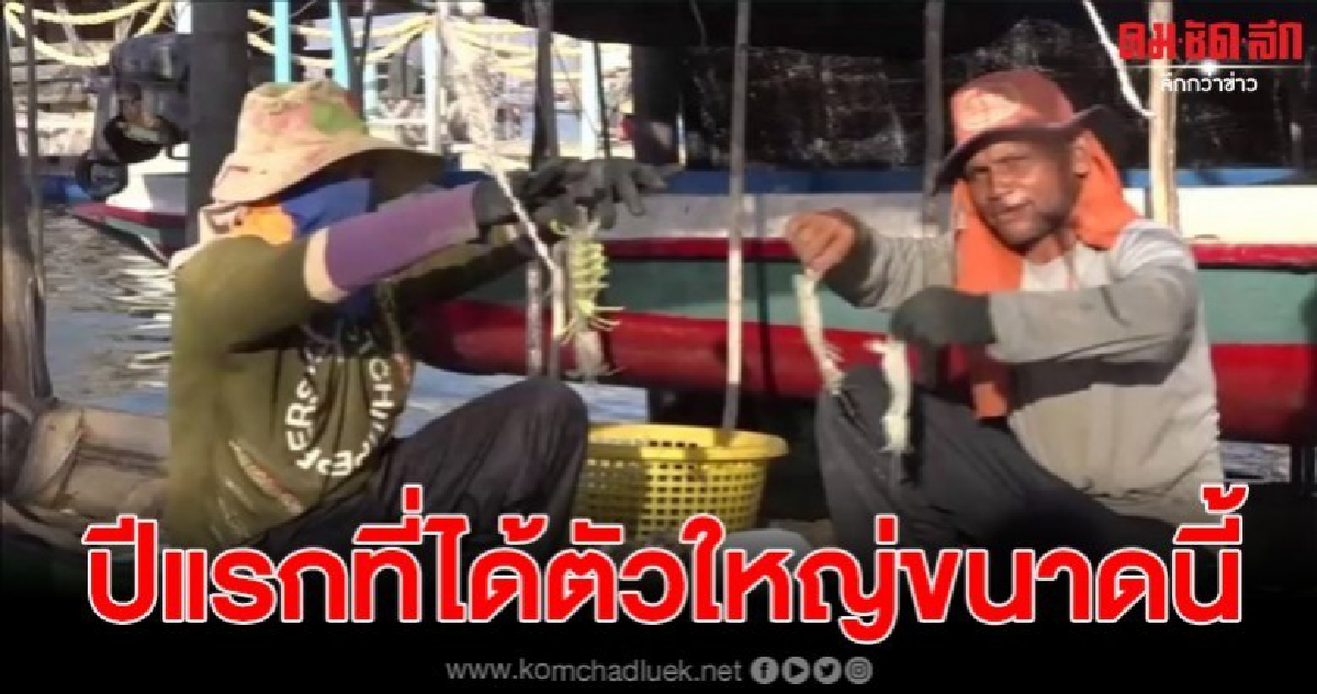 ชาวประมงพื้นบ้านเฮ จับกั้งขนาดใหญ่ได้เป็นปีแรก ขายโลเป็นพัน ชาวประมงพื้นบ้านเฮ จับกั้งขนาดใหญ่ได้เป็นปีแรก ขายโลเป็นพัน