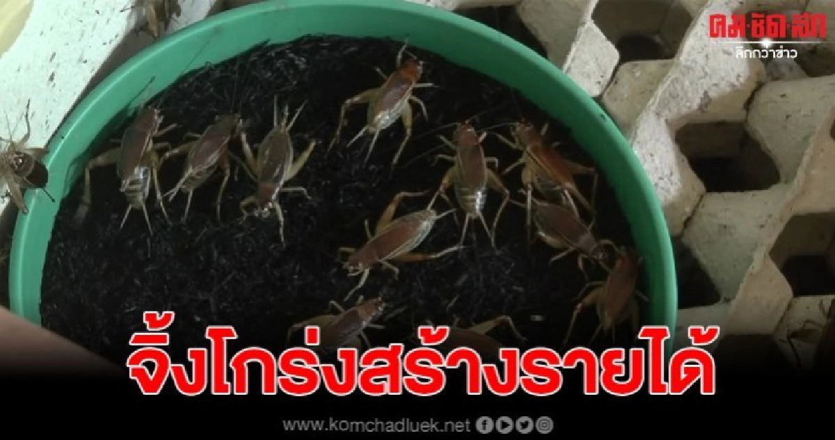 อดีตวิศวะฯหันหลังให้งานประจำ เลี้ยงจิ้งโกร่งขายสร้างรายได้ อดีตวิศวะฯหันหลังให้งานประจำ เลี้ยงจิ้งโกร่งขายสร้างรายได้