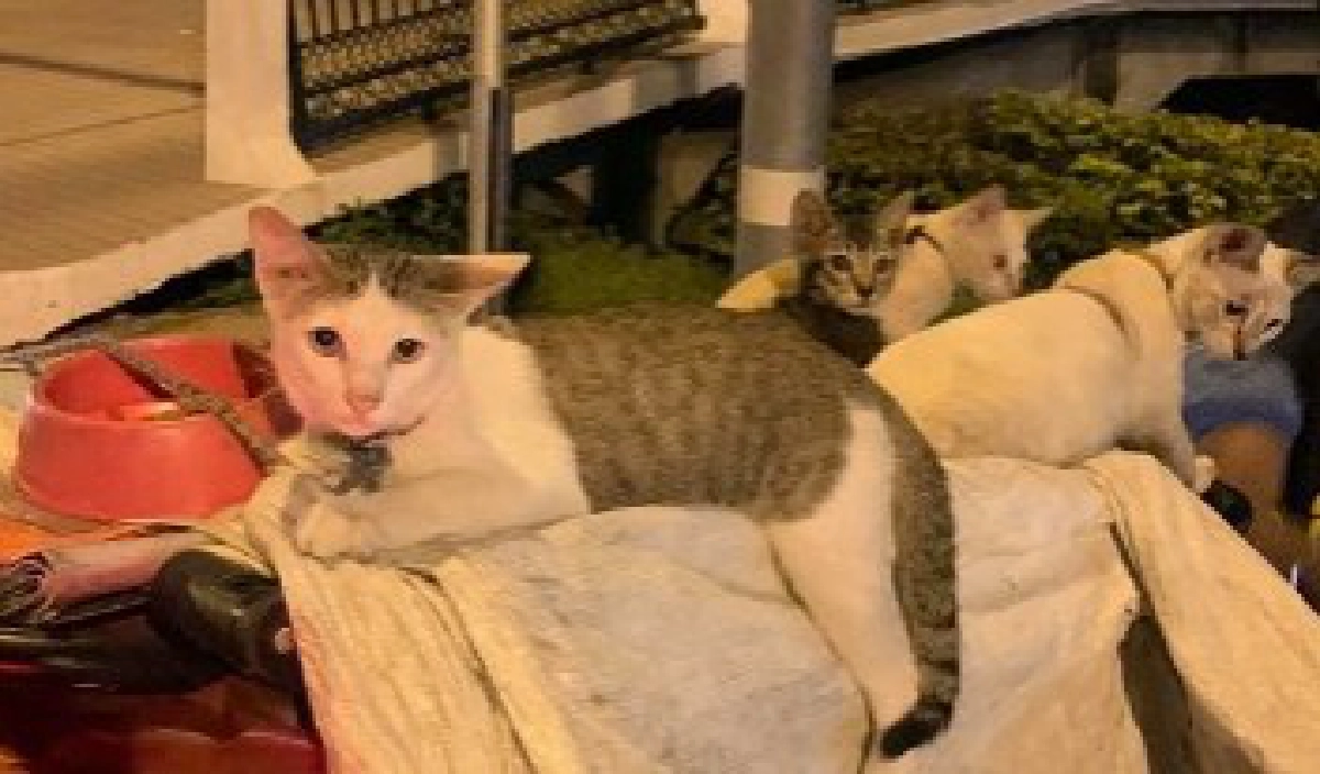 คุณลุงเก็บของเก่า พาแมวไปด้วยทุกที่ เพราะมันคือความสุขของลุง