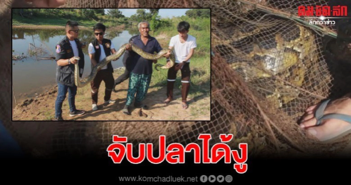 คุณตาอายุ 72ปี นึกว่าได้ปลาตัวใหญ่ กลายเป็นเหลือมยักษ์ใหญ่