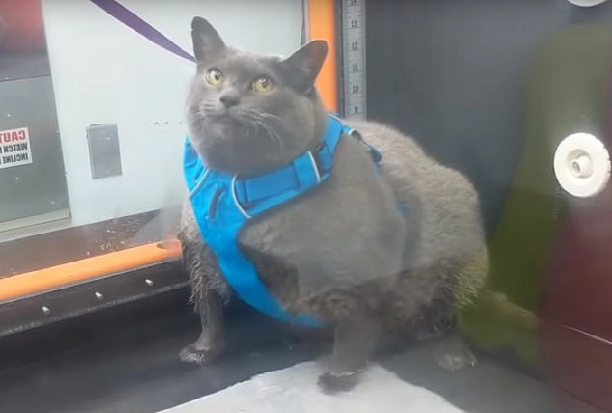 งานนี้มีฮา เมื่อจับแมวอ้วนเจ้าเล่ห์เข้าคอร์สลดน้ำหนัก