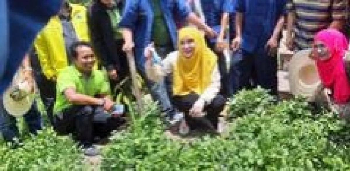  ตามไปดูกลุ่มทำนาตะโหมด ปลูก"ถั่วหรั่ง"แซมยางพารา         