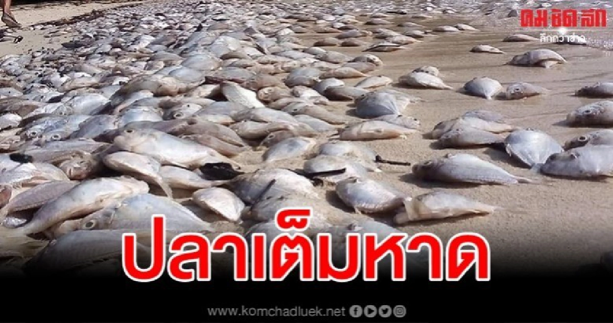 ประมงภูเก็ตแจงแล้วภาพปลาตายเกลื่อนเกาะนาคาใหญ่ ประมงภูเก็ตแจงแล้วภาพปลาตายเกลื่อนเกาะนาคาใหญ่