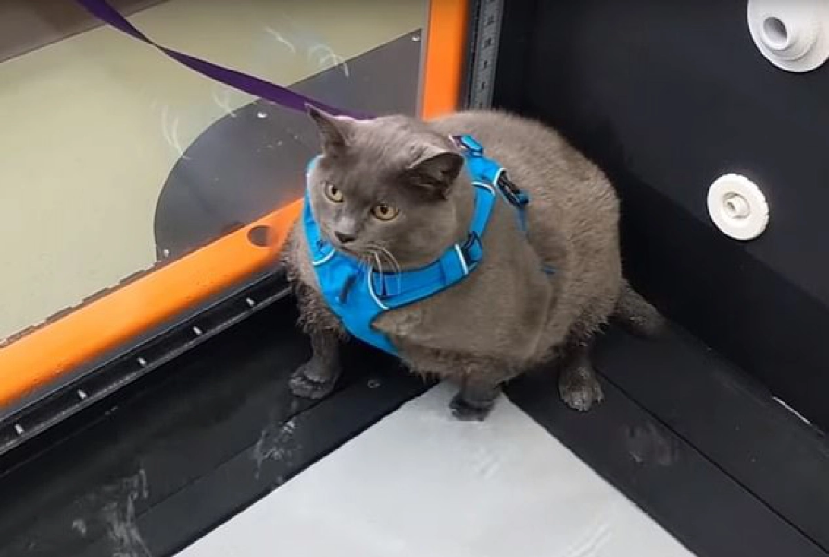 งานนี้มีฮา เมื่อจับแมวอ้วนเจ้าเล่ห์เข้าคอร์สลดน้ำหนัก